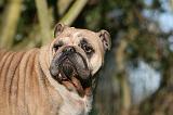 BULLDOG ANGLAIS 118